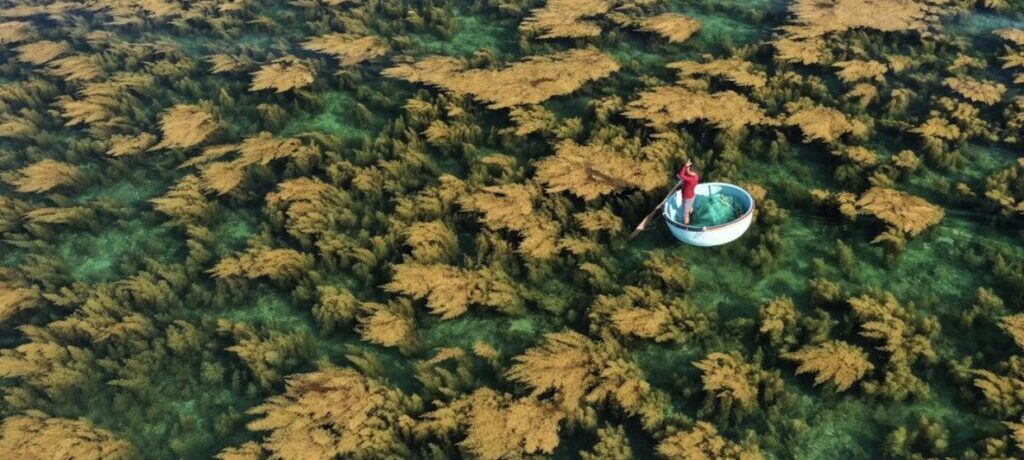 Tour Hòn Khô Trong Ngày - 0944107174 Rong mơ